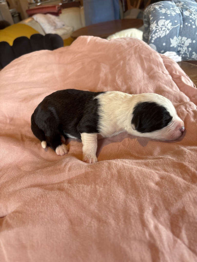 du puech de mélilot - Chiots disponibles - Bobtail