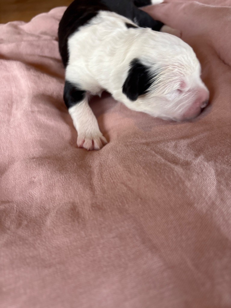 du puech de mélilot - Chiots disponibles - Bobtail