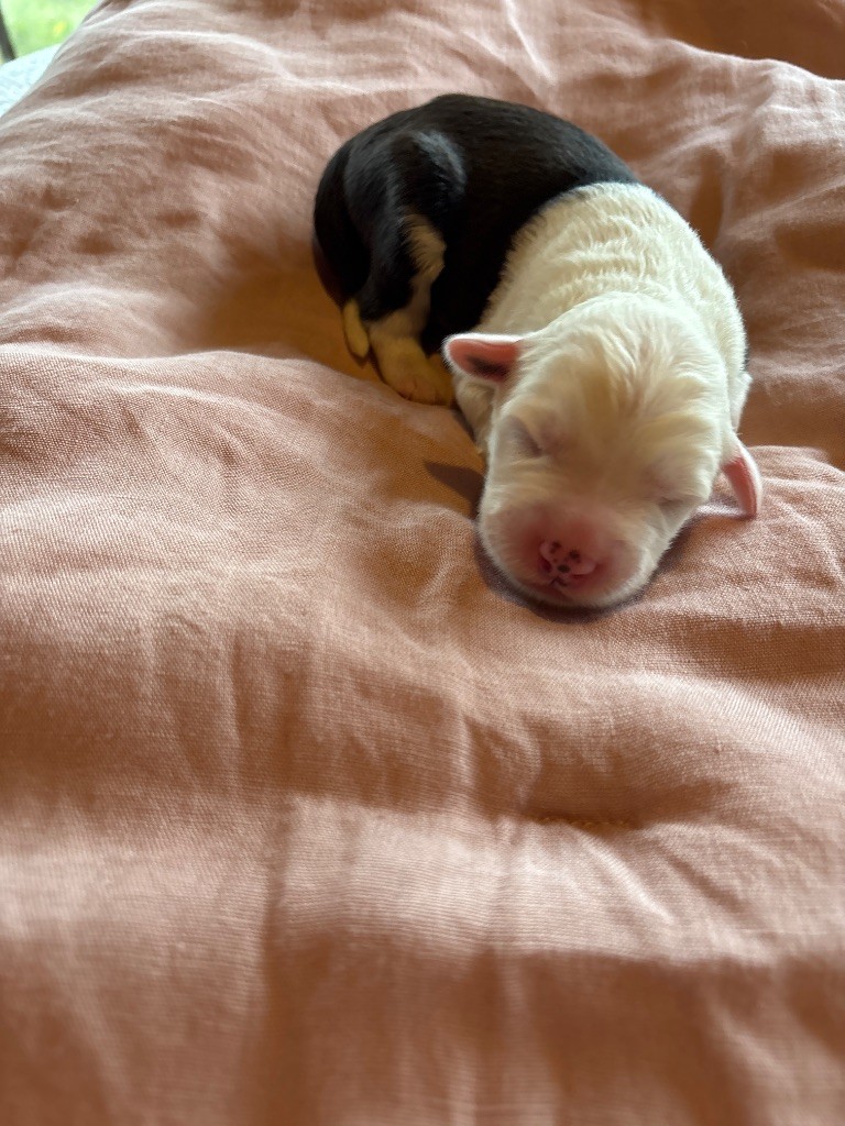 du puech de mélilot - Chiots disponibles - Bobtail