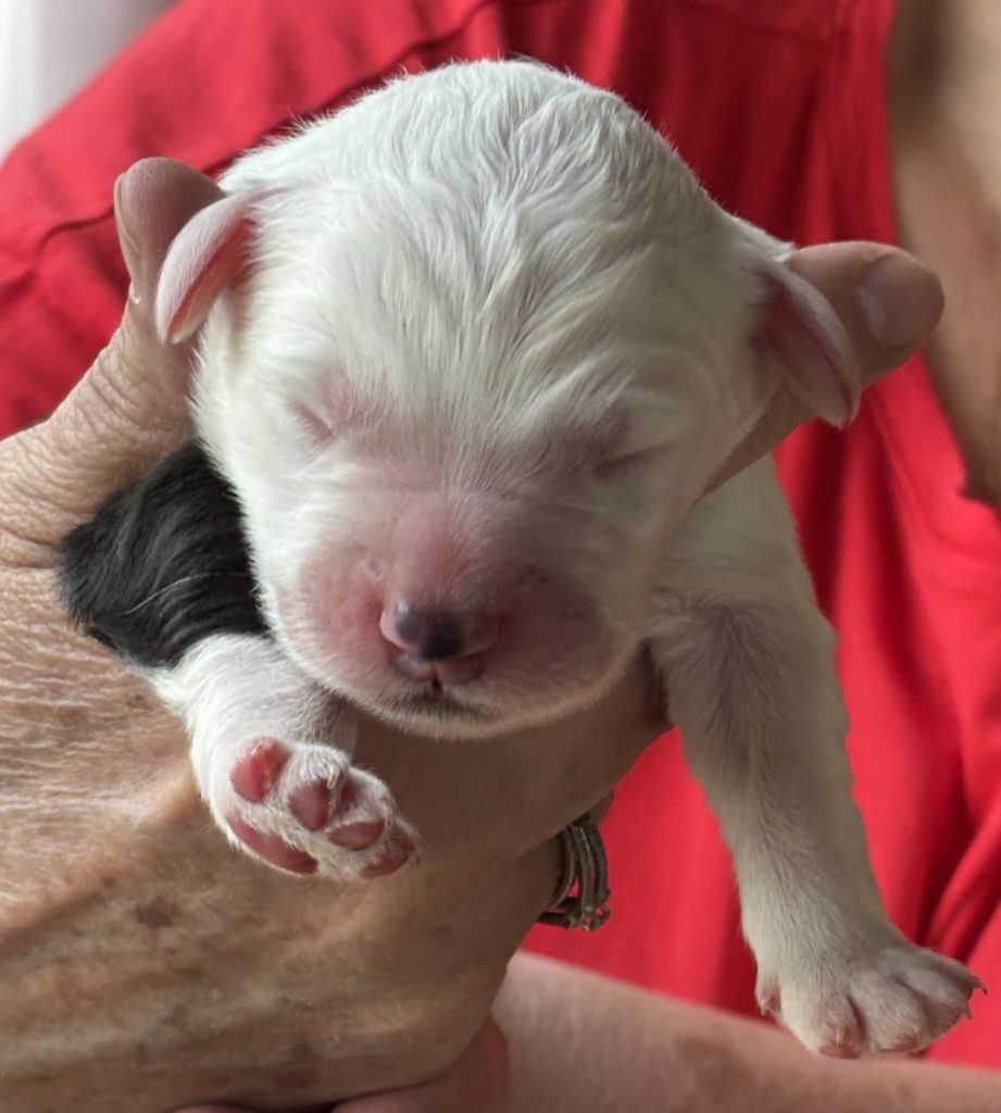 du puech de mélilot - Chiots disponibles - Bobtail