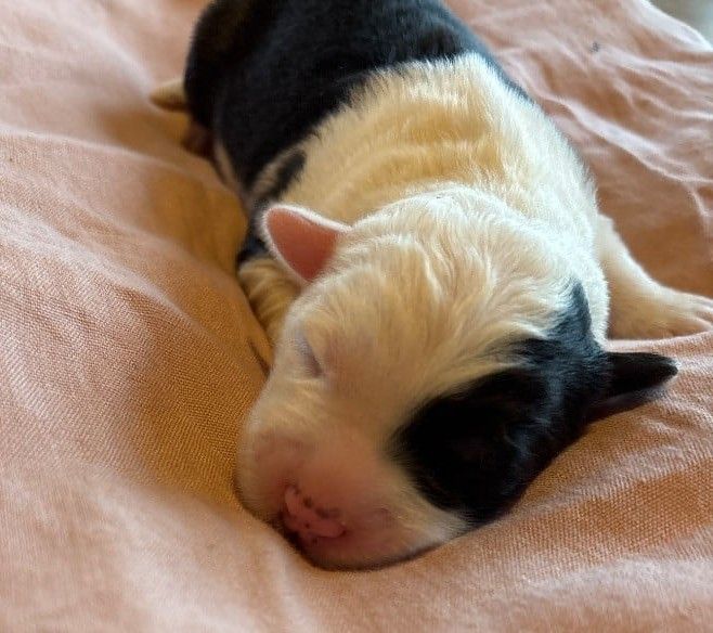 du puech de mélilot - Chiots disponibles - Bobtail