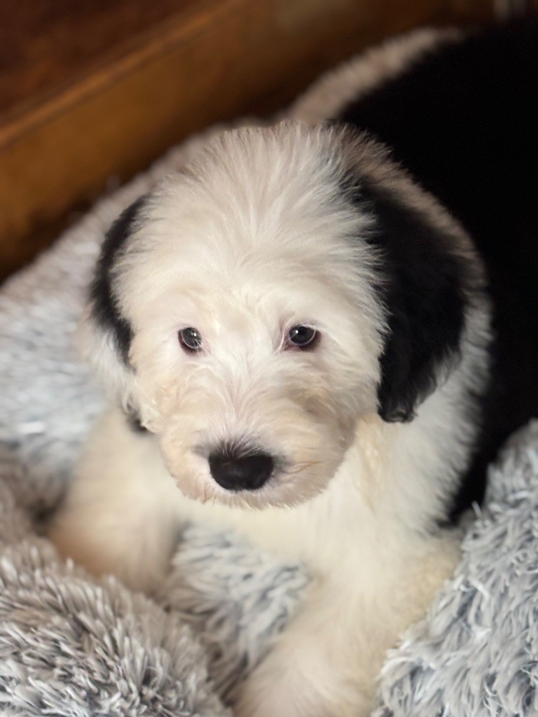 du puech de mélilot - Chiots disponibles - Bobtail