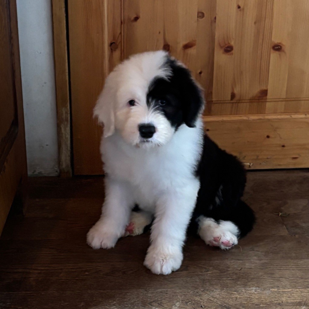 du puech de mélilot - Chiots disponibles - Bobtail