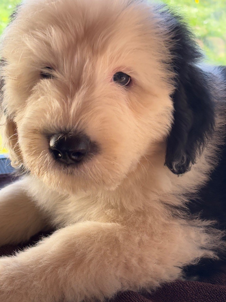 du puech de mélilot - Chiots disponibles - Bobtail