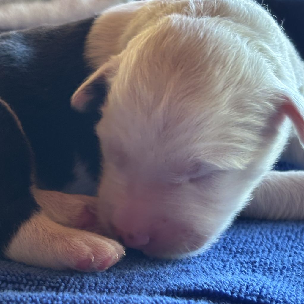 du puech de mélilot - Chiots disponibles - Bobtail