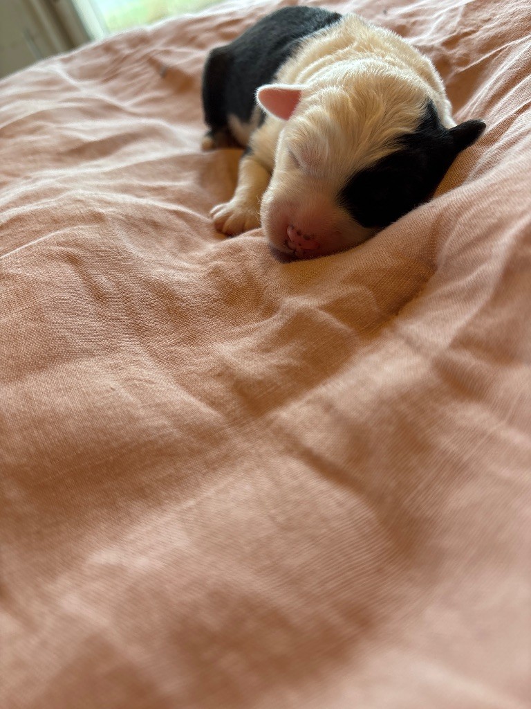 du puech de mélilot - Chiots disponibles - Bobtail